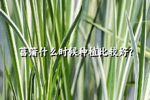 菖蒲什么时候种植比较好？