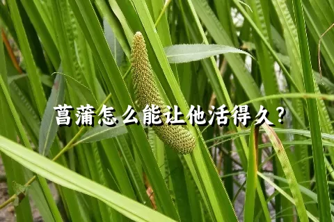 菖蒲怎么能让他活得久？