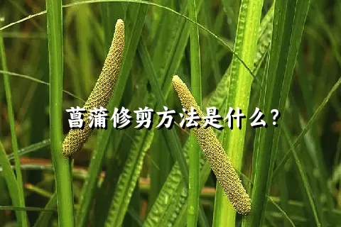 菖蒲修剪方法是什么？