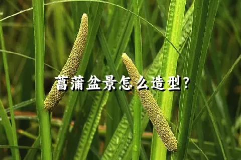 菖蒲盆景怎么造型？