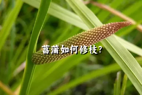 菖蒲如何修枝？