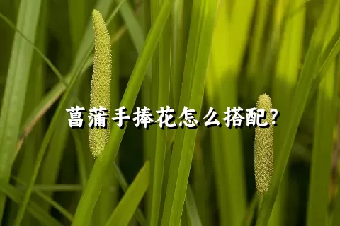 菖蒲手捧花怎么搭配？