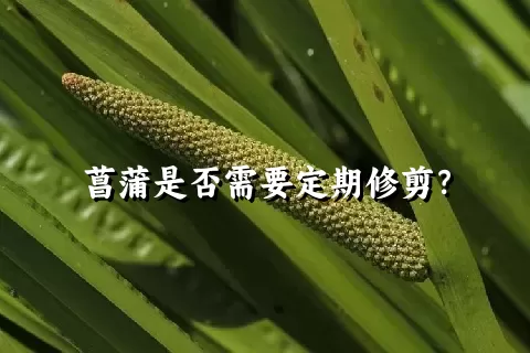 菖蒲是否需要定期修剪？