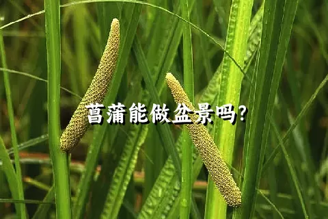 菖蒲能做盆景吗？