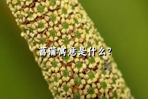 菖蒲寓意是什么？