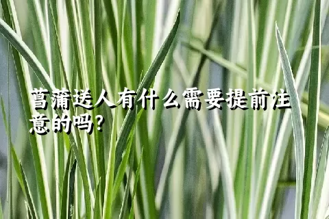 菖蒲送人有什么需要提前注意的吗？