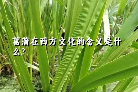 菖蒲在西方文化的含义是什么？