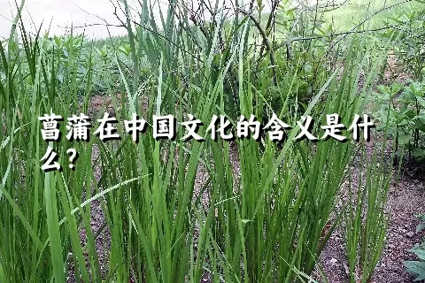 菖蒲在中国文化的含义是什么？