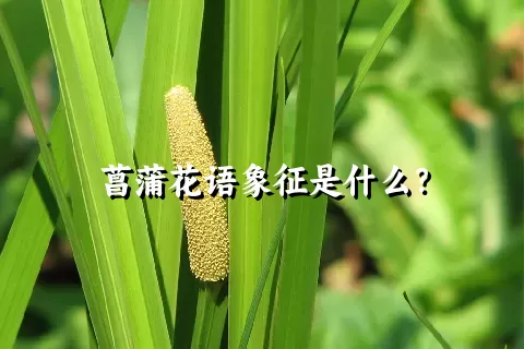 菖蒲花语象征是什么？