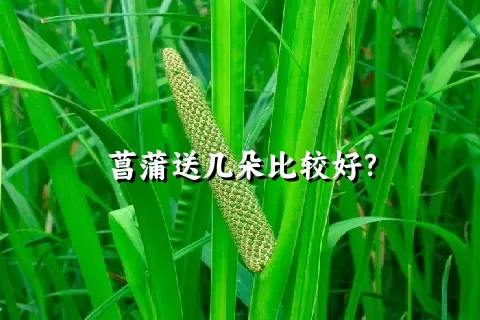 菖蒲送几朵比较好？