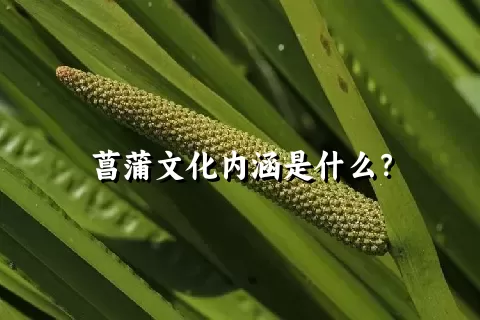 菖蒲文化内涵是什么？