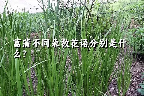 菖蒲不同朵数花语分别是什么？