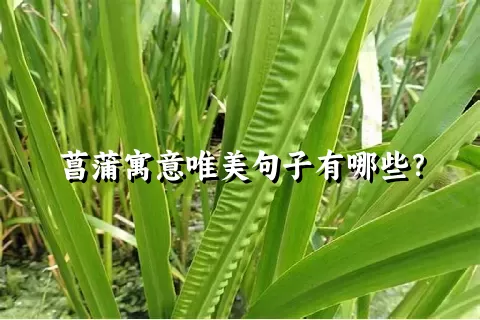 菖蒲寓意唯美句子有哪些？