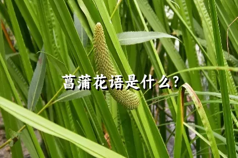 菖蒲花语是什么？