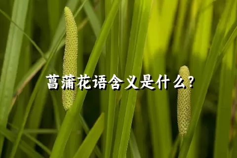 菖蒲花语含义是什么？