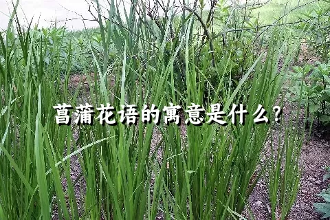 菖蒲花语的寓意是什么？