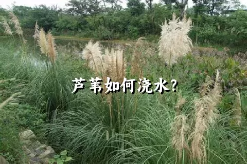 芦苇如何浇水？