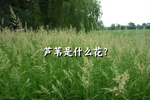 芦苇是什么花？