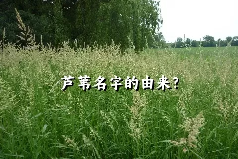 芦苇名字的由来？