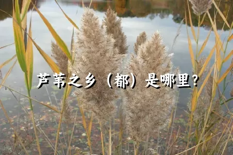 芦苇之乡（都）是哪里？