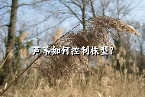 芦苇如何控制株型？