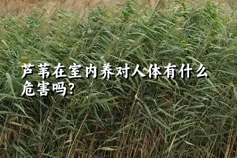 芦苇在室内养对人体有什么危害吗？