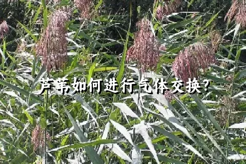 芦苇如何进行气体交换？