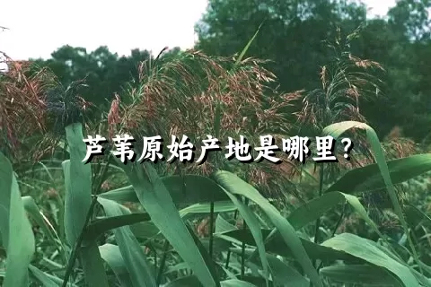 芦苇原始产地是哪里？