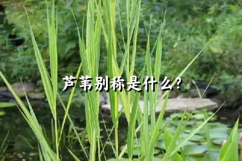 芦苇别称是什么？