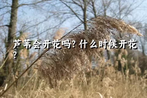 芦苇会开花吗？什么时候开花？