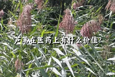 芦苇在医药上有什么价值？