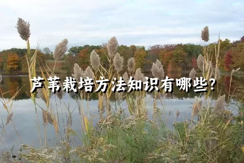 芦苇栽培方法知识有哪些？