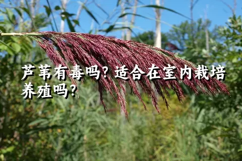 芦苇有毒吗？适合在室内栽培养殖吗？