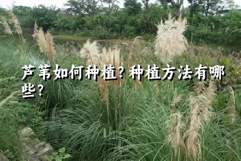 芦苇如何种植？种植方法有哪些？