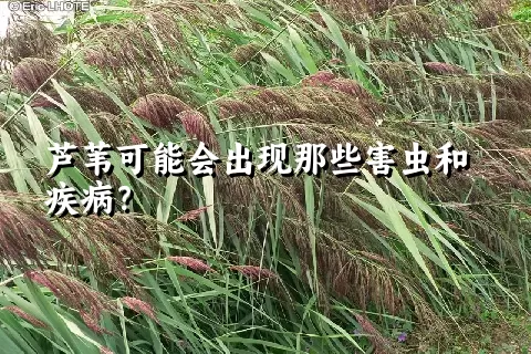 芦苇可能会出现那些害虫和疾病？