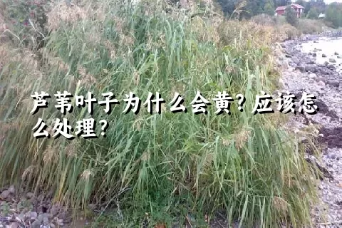 芦苇叶子为什么会黄？应该怎么处理？