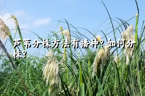 芦苇分株方法有播种？如何分株？