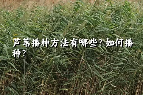 芦苇播种方法有哪些？如何播种？