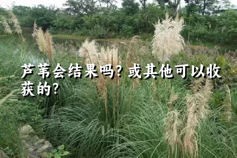 芦苇会结果吗？或其他可以收获的？