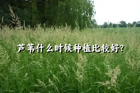 芦苇什么时候种植比较好？