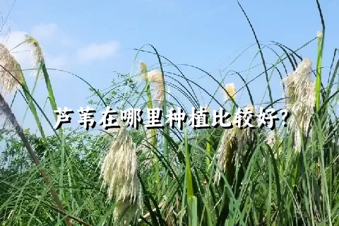 芦苇在哪里种植比较好？