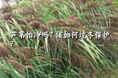 芦苇怕冷吗？该如何过冬保护？