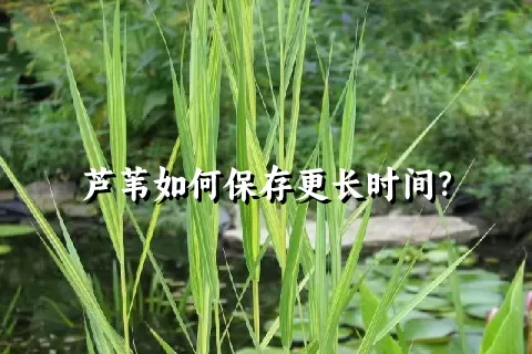 芦苇如何保存更长时间？