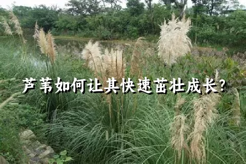 芦苇如何让其快速茁壮成长？