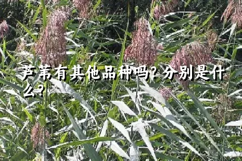 芦苇有其他品种吗？分别是什么？