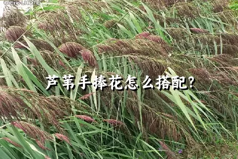 芦苇手捧花怎么搭配？