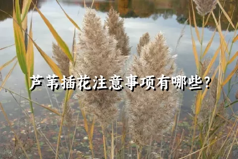 芦苇插花注意事项有哪些？