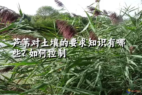 芦苇对土壤的要求知识有哪些？如何控制