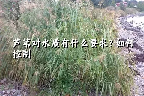 芦苇对水质有什么要求？如何控制