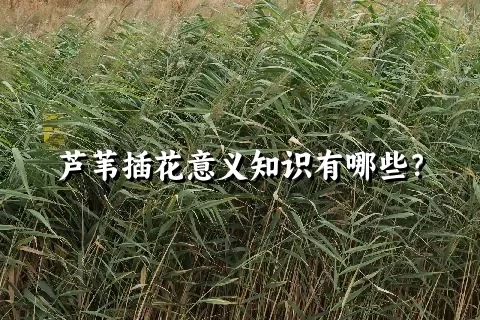 芦苇插花意义知识有哪些？